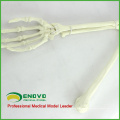 TF14 (12325) Foam Cortical Shell Normal Anatomy Large Right Arm Bones Orthopaedic Model